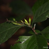 Pseuderanthemum latifolium (Vahl) B.Hansen